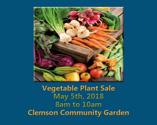 Vegetable Plant Sale