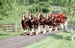 Clydesdales in Clemson