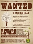 Bradford Bounty