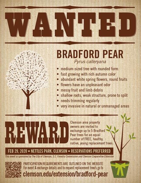 Bradford Bounty