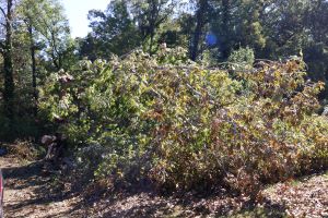 Helene Debris Update For Pickens County & The City Of Clemson